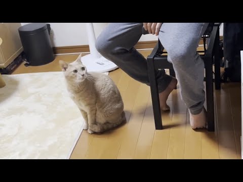 息子を寝かしつけてから大人の時間を満喫する猫(YouTube)