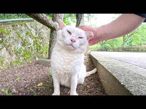 白猫をモフると「くぅ～、たまらん！」と体を丸めて喜んでくれた(YouTube)