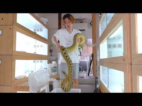超危険な大蛇たちの日常のお世話(YouTube)