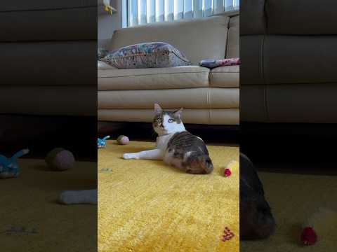 逃げたのにすぐ捕まったじょ#cats #エース捕獲装置(YouTube)