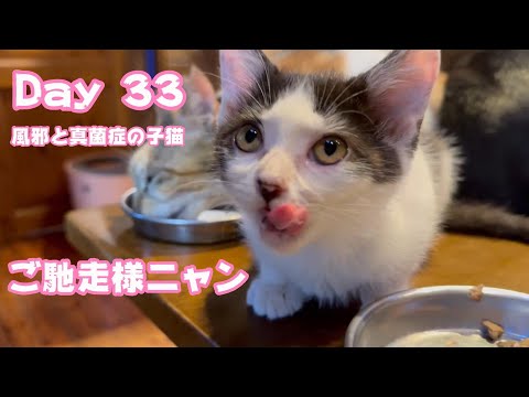 ご塗装様ニャン 絶賛里親様募集中 風邪と真菌症の子猫 Day 33  2024 06 21 1(YouTube)
