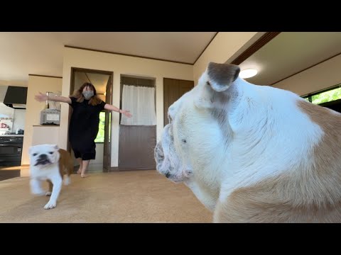 1か月半ぶりにママと妹犬に会ったぶるまるの様子＆軽自動車で行く中国・東海道横断700㌔1泊2日帰宅途中の旅！(YouTube)