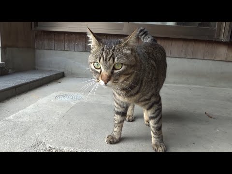 突然現れた謎の猫に恐怖する猫たち(YouTube)