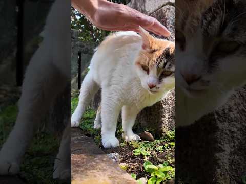 朝の神社で見掛けた三毛猫を撫でると喜んで石灯籠にスリスリしだした(YouTube)