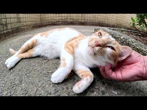 人懐っこい茶シロ猫が鼻息を荒げてナデナデを要求してきた(YouTube)