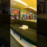 イスタンブールではショッピングモールの売場に置かれたソファーに猫が寝ているのは普通のことです(YouTube)