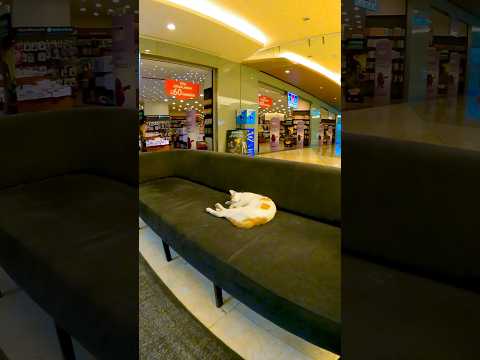 イスタンブールではショッピングモールの売場に置かれたソファーに猫が寝ているのは普通のことです(YouTube)