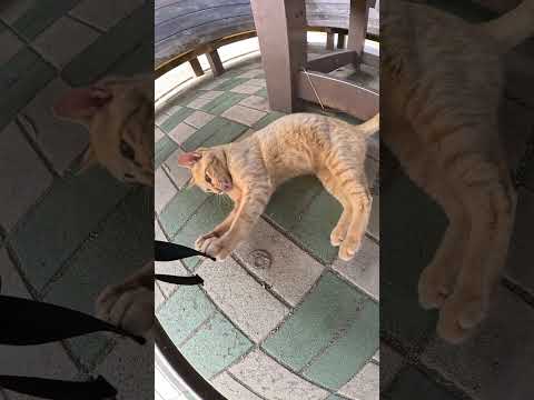 茶トラ猫がリュックの紐で一人遊びをする #cat #野良猫ちゃん #ネコ(YouTube)