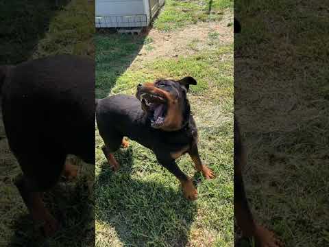 水浴びダンス #踊ってみた #保護犬を飼おう #rottweiler #ロットワイラー #cutedogs(YouTube)