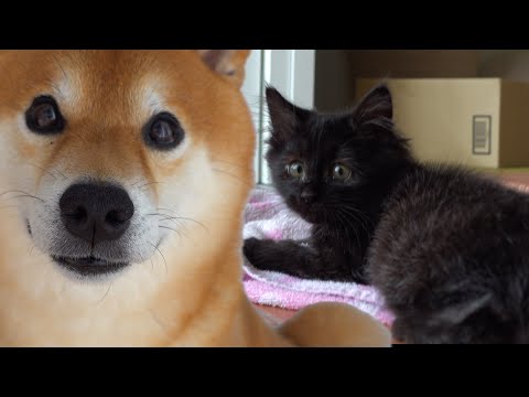 子猫を柴犬と先住猫が親代わりに育てたらこうなった。(YouTube)