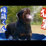水遊び大好きロットワイラー権蔵くんと水浴びしてみた(YouTube)