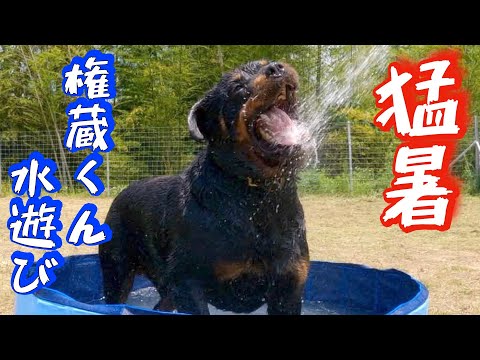 水遊び大好きロットワイラー権蔵くんと水浴びしてみた(YouTube)