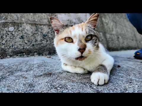 防波堤で出会った三毛猫ちゃんカワイイ(YouTube)