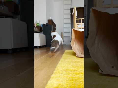 特訓したじょ #amazonの紙袋で遊ぶエース #cats(YouTube)