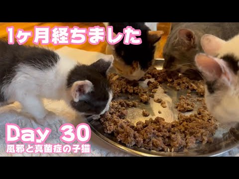 家族になって1ヶ月です 風邪と真菌症の子猫 Day 30  2024 06 18 1(YouTube)