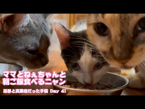 ママとねぇちゃんとウマウマ朝ごはんニャン 風邪と真菌症だった子猫 Day 41  2024 06 29 1(YouTube)