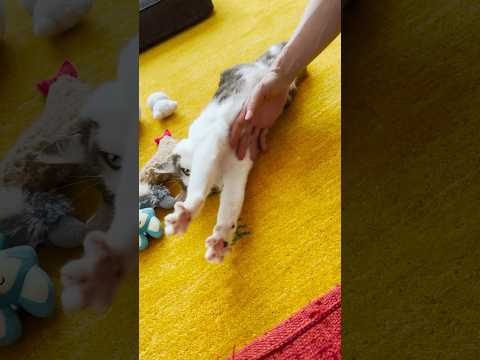 パパに甘えまくる猫 #cats(YouTube)