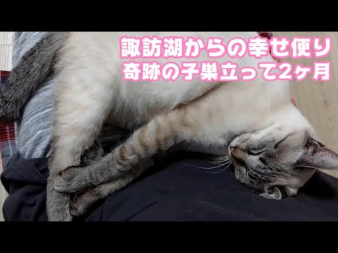 諏訪湖からの幸せ便り 奇跡の子巣立って2ヶ月経ちました  2024 06 16 1(YouTube)