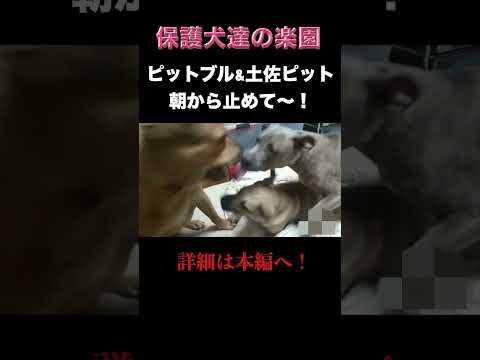 力自慢の犬達が早朝から、、、 #保護犬を飼おう　＃ピットブル　＃土佐闘犬　#pitbull(YouTube)