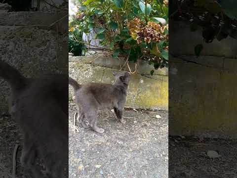 道端で見掛けたグレーの猫がカワイイ(YouTube)