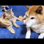 初ご対面の時は大きくて怖かった柴犬が今では大きな枕としてご利用する甘えん坊猫はこちらです(YouTube)