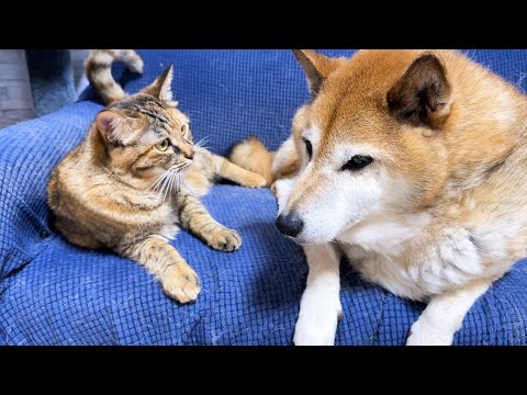 初ご対面の時は大きくて怖かった柴犬が今では大きな枕としてご利用する甘えん坊猫はこちらです(YouTube)