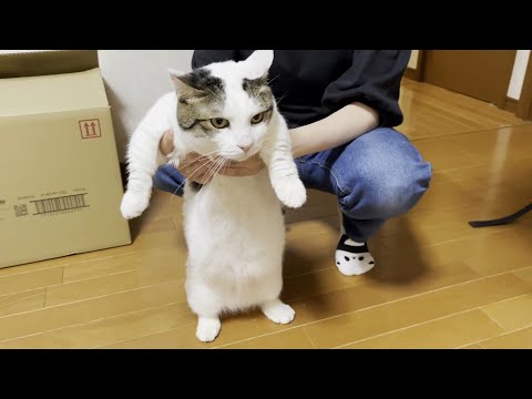 鼻頭の汚れ？シミ？が取れない？猫？(YouTube)