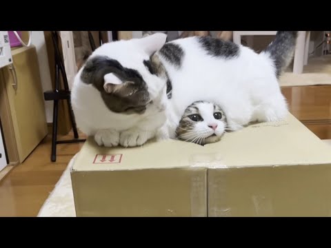 「悪気はないねんで」で出口を塞いでしまう巨漢の猫(YouTube)