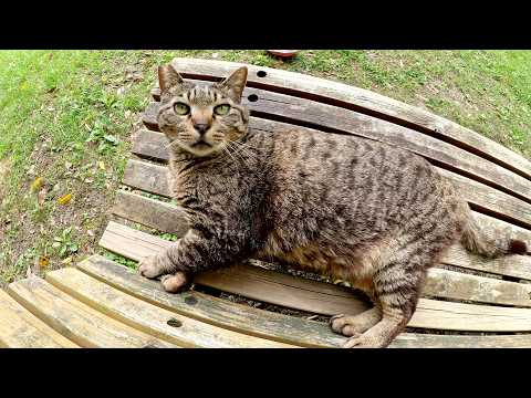 キジトラ猫が元気な声で「ベンチに行こうよ！」と誘ってきた(YouTube)