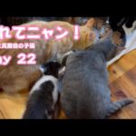 あたちも入れてニャン！ 風邪と真菌症の子猫 Day 22　2024 06 10 2(YouTube)