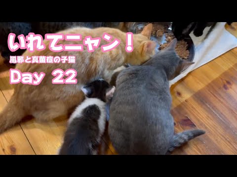 あたちも入れてニャン！ 風邪と真菌症の子猫 Day 22　2024 06 10 2(YouTube)