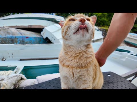 切符売り場の猫ちゃん、ボートの上で休憩中だったけどモフられに出てきた(YouTube)