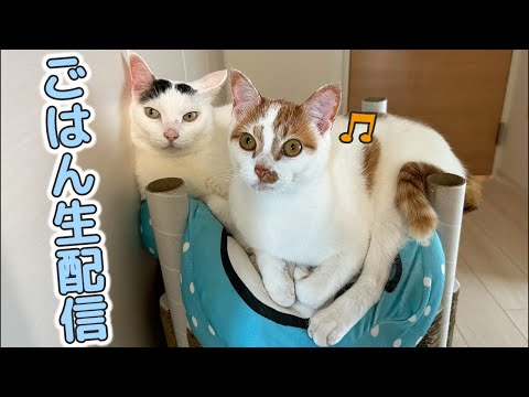父の日の夜の猫ごはん生配信！！(YouTube)