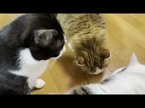 マルチケアはお皿で食べるのが通な猫(YouTube)