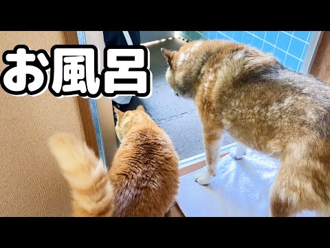 柴犬とお風呂に入ろうとしたら猫たちが可愛すぎてお風呂に入れません(YouTube)