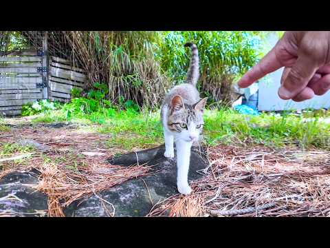 海沿いの畑から猫がモフられに出てきた(YouTube)