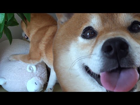 柴犬に「子猫探して？」というと意外な場所から探し始めました。。(YouTube)