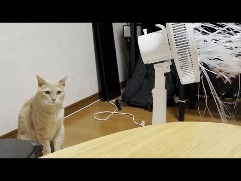 人間家族を呆れながらも見守る優しい猫(YouTube)