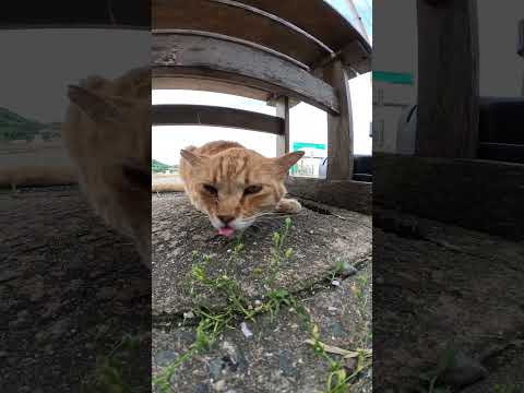 茶トラ猫ちゃんが突然咳き込んでしまう #ネコ #cat #野良猫ちゃん(YouTube)