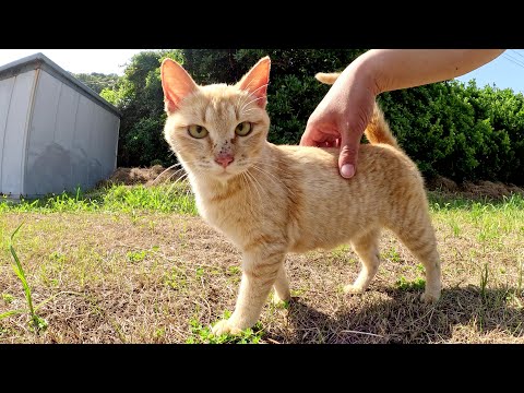 寄り目の茶トラ猫がプンプン怒りながら甘えてきた(YouTube)