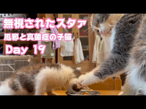 無視されたスタァ  風邪と真菌症の子猫  Day 19  2024 06 07 2(YouTube)