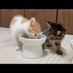 食いしん坊な兄にごはんを横取りされちゃった子猫がまさかの行動に出ました…(YouTube)