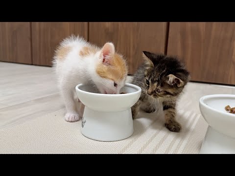 食いしん坊な兄にごはんを横取りされちゃった子猫がまさかの行動に出ました…(YouTube)
