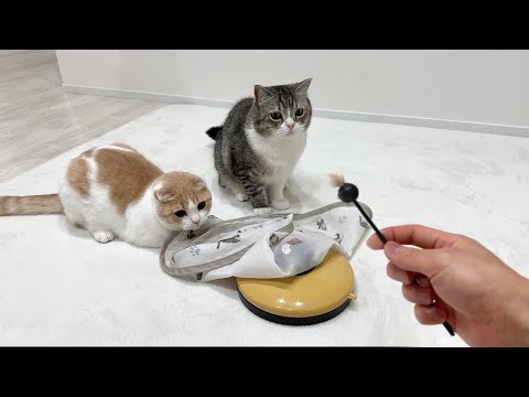 大好きなおもちゃが壊れてるのを発見した猫たちがこうなっちゃいました…(YouTube)