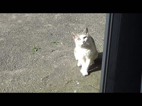 ご飯くれじゃないとしたら何？！(YouTube)