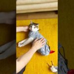 パパにひたすら褒められご満悦なエース、女子たちはマイペース #cats(YouTube)