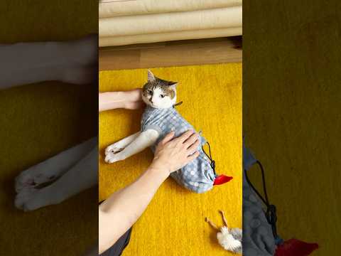 パパにひたすら褒められご満悦なエース、女子たちはマイペース #cats(YouTube)