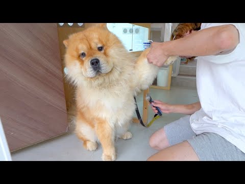 ブラッシングされるチャウチャウ犬(YouTube)