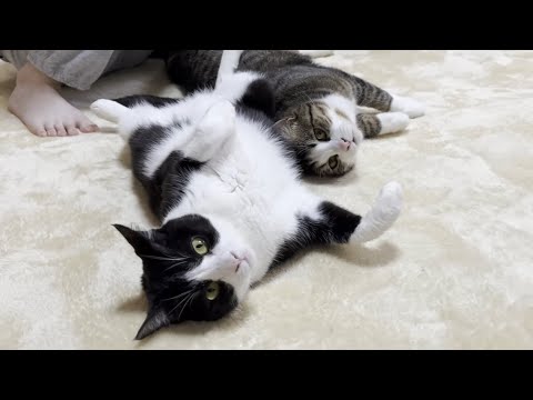 超甘えん坊のオデコをあやす人間のお母さんと猫のお母さん(YouTube)