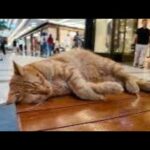 ショッピングモールの猫リラックスし過ぎやろ(YouTube)